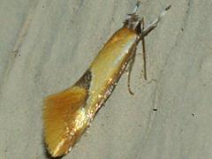 Concealer Moth